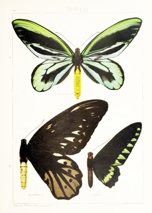 SEITZ Macrolepidoptera of the World English